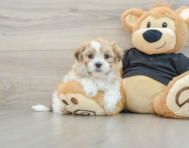 8 week old Teddy Bear Puppy For Sale - Lone Star Pups