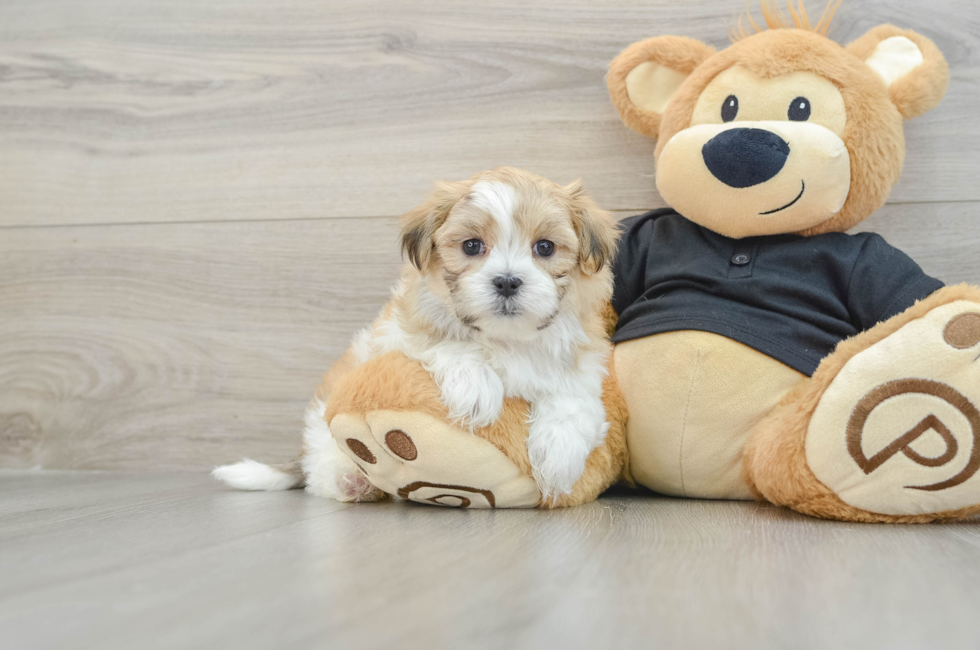 7 week old Teddy Bear Puppy For Sale - Lone Star Pups