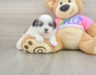 7 week old Teddy Bear Puppy For Sale - Lone Star Pups