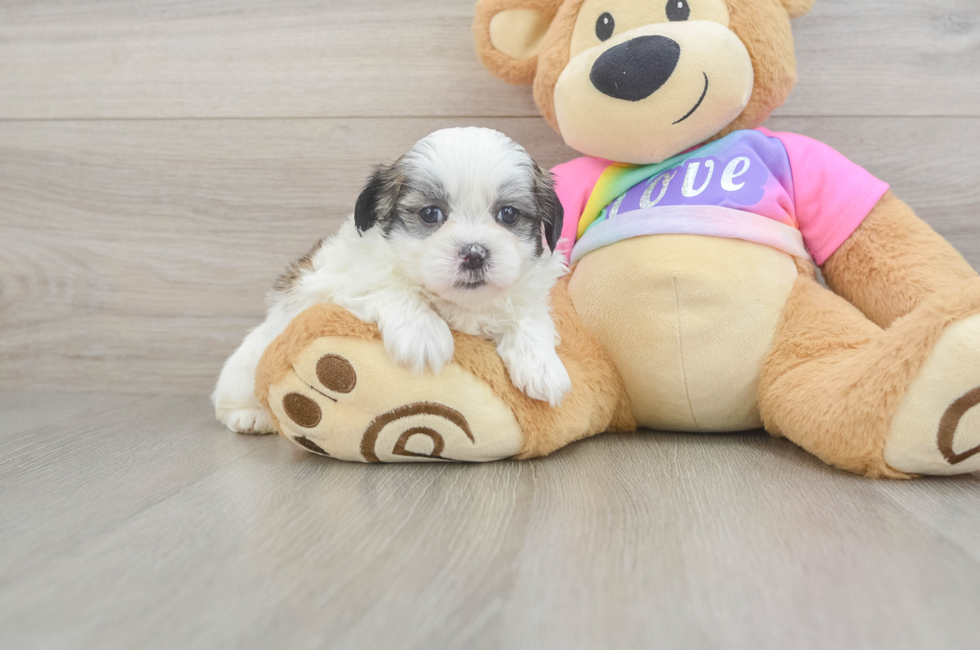 5 week old Teddy Bear Puppy For Sale - Lone Star Pups