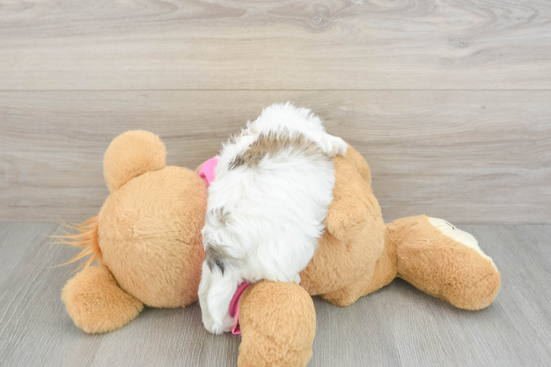 Meet Gizmo - our Teddy Bear Puppy Photo 2/3 - Lone Star Pups