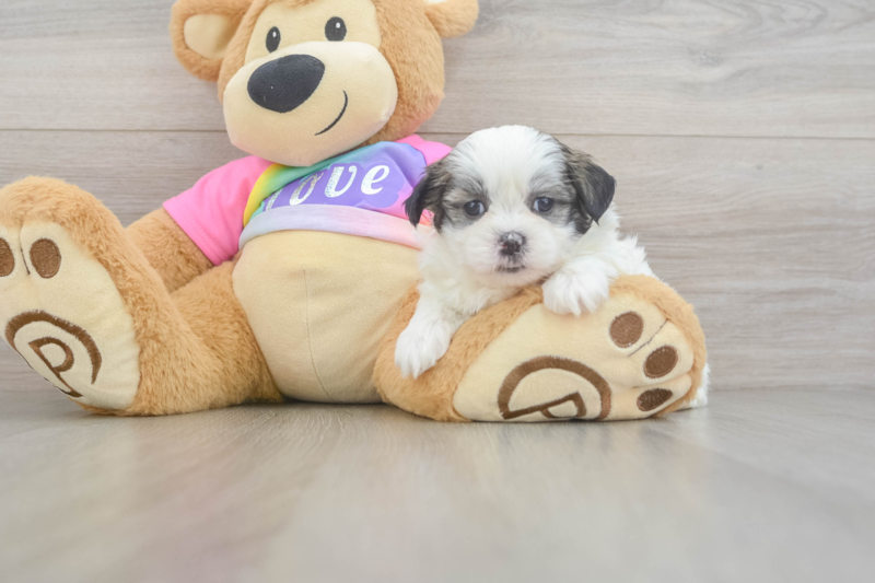 Meet Gizmo - our Teddy Bear Puppy Photo 3/3 - Lone Star Pups