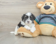8 week old Teddy Bear Puppy For Sale - Lone Star Pups
