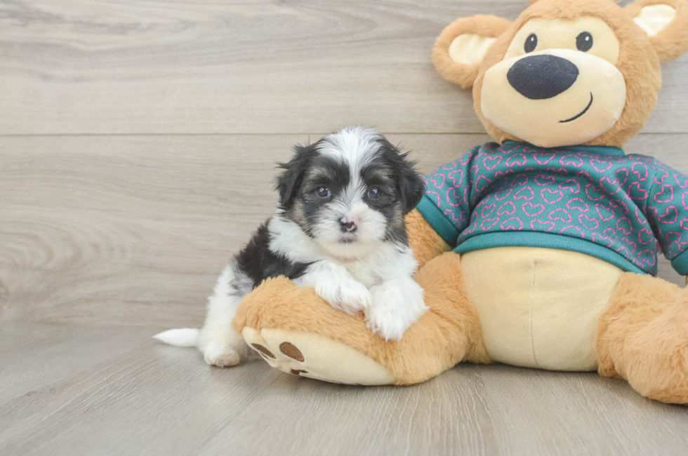 5 week old Teddy Bear Puppy For Sale - Lone Star Pups