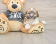 7 week old Teddy Bear Puppy For Sale - Lone Star Pups