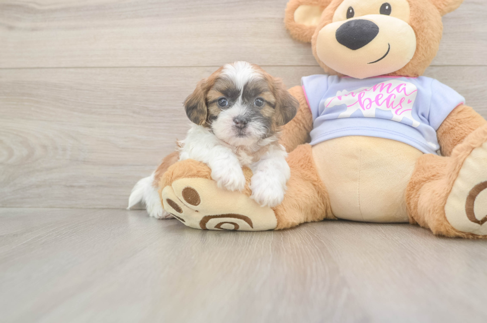 5 week old Teddy Bear Puppy For Sale - Lone Star Pups
