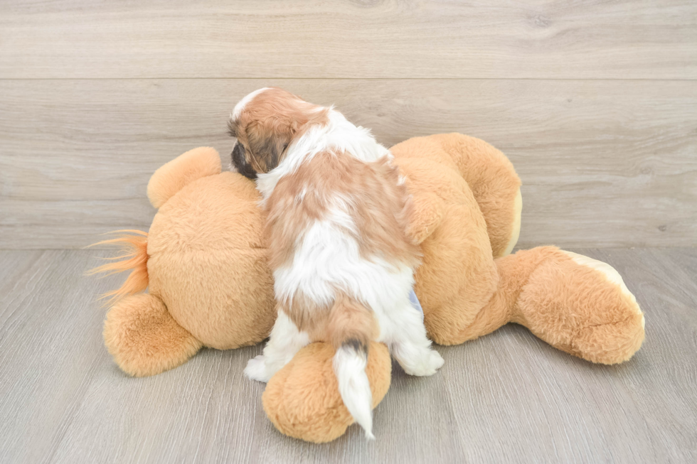 Petite Teddy Bear Designer Pup
