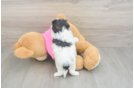 Small Teddy Bear Baby