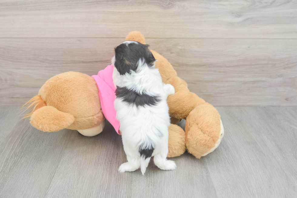 Small Teddy Bear Baby