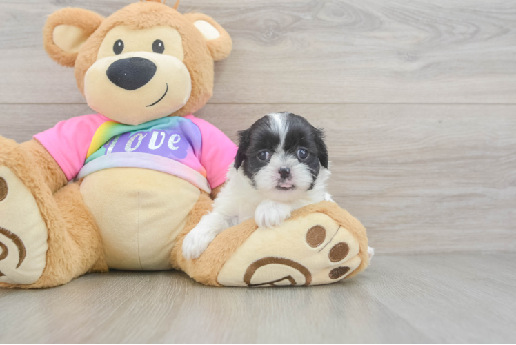 Happy Teddy Bear Baby