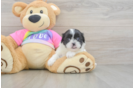 Happy Teddy Bear Baby