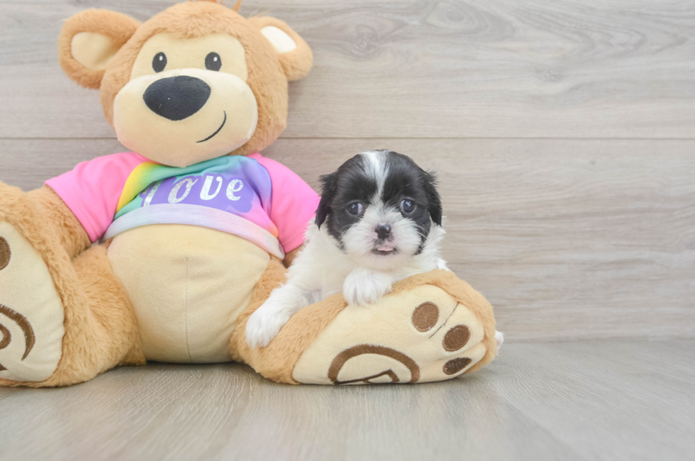 5 week old Teddy Bear Puppy For Sale - Lone Star Pups