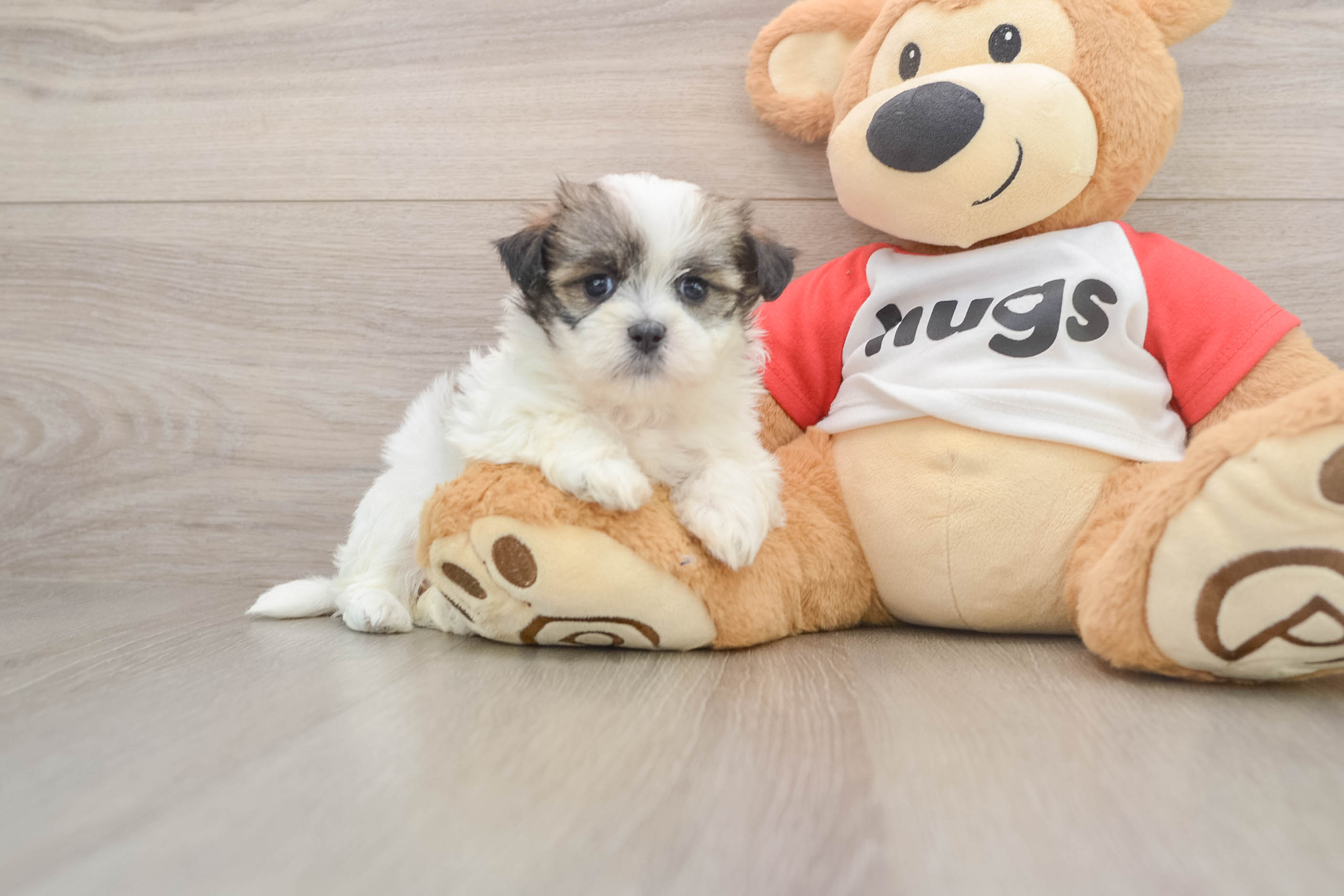 Best Teddy Bear Baby