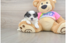 Adorable Shichon Designer Puppy