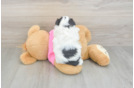 Best Teddy Bear Baby