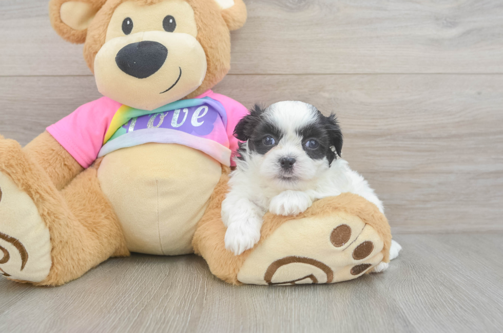5 week old Teddy Bear Puppy For Sale - Lone Star Pups