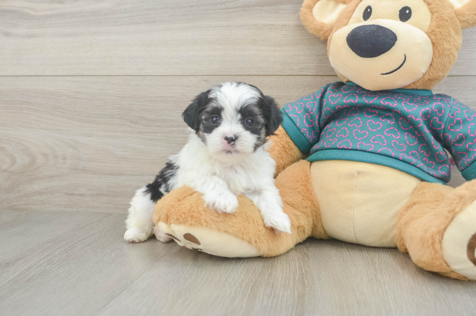 5 week old Teddy Bear Puppy For Sale - Lone Star Pups