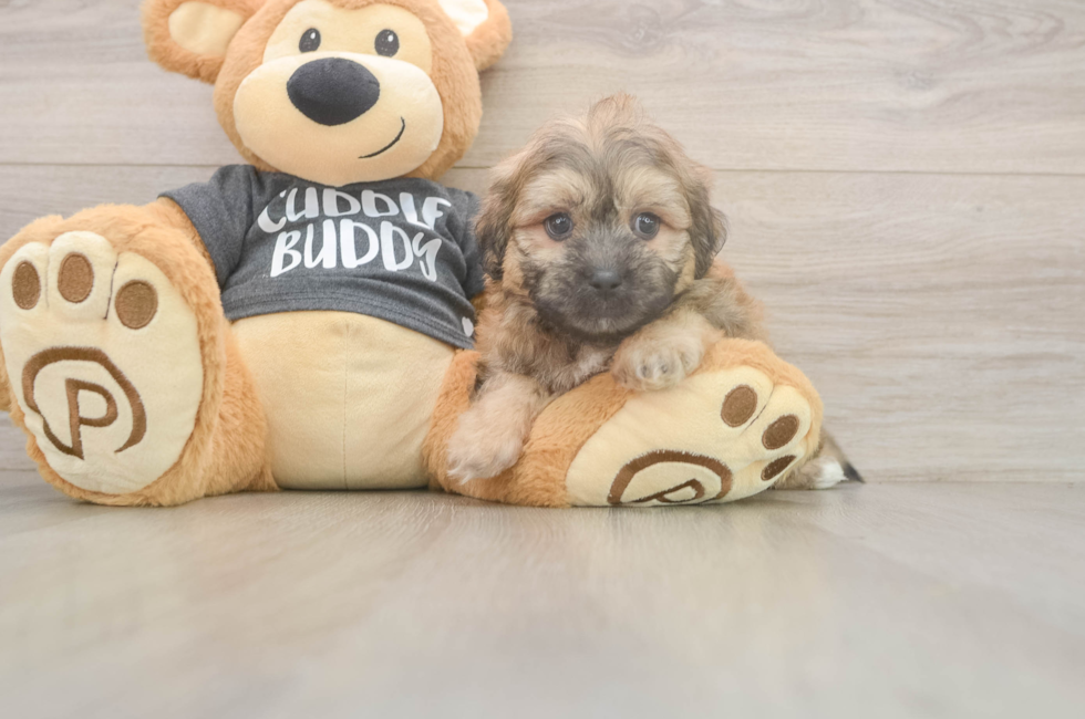 6 week old Teddy Bear Puppy For Sale - Lone Star Pups