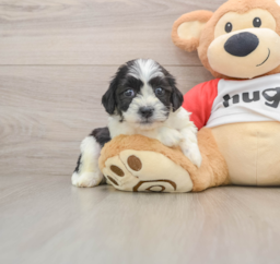 8 week old Teddy Bear Puppy For Sale - Lone Star Pups