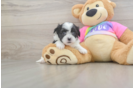 Smart Teddy Bear Designer Pup