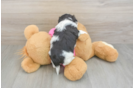 Best Teddy Bear Baby