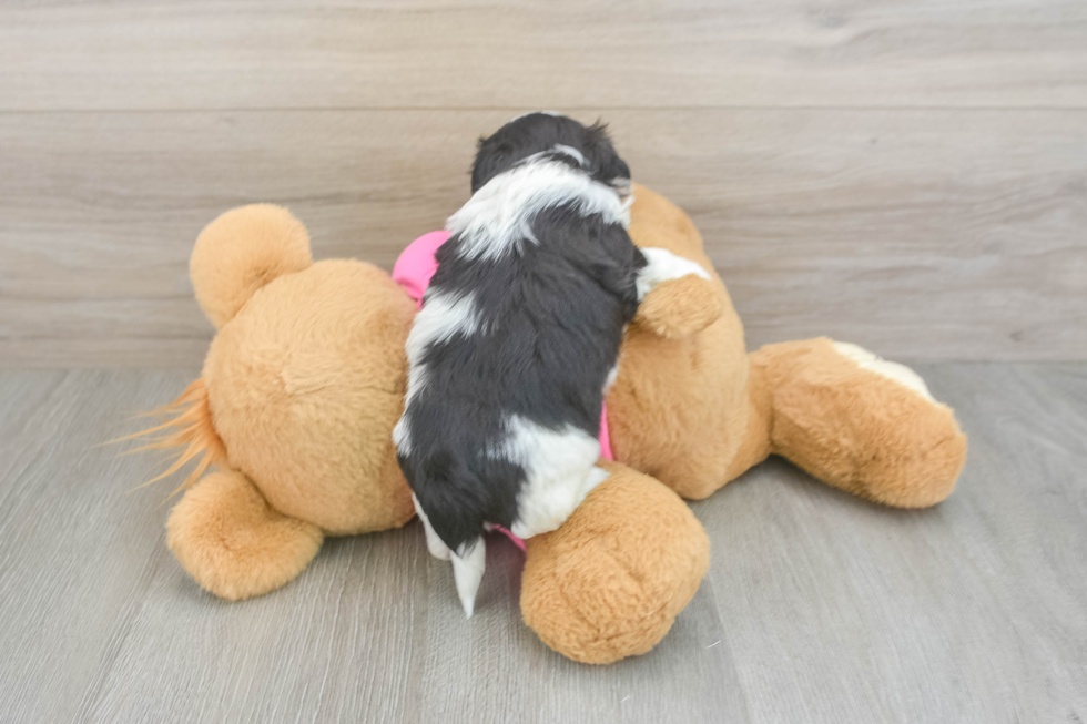 Best Teddy Bear Baby