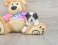 7 week old Teddy Bear Puppy For Sale - Lone Star Pups