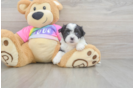 Petite Teddy Bear Designer Pup