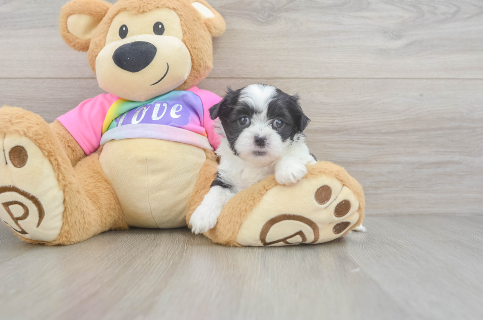 5 week old Teddy Bear Puppy For Sale - Lone Star Pups