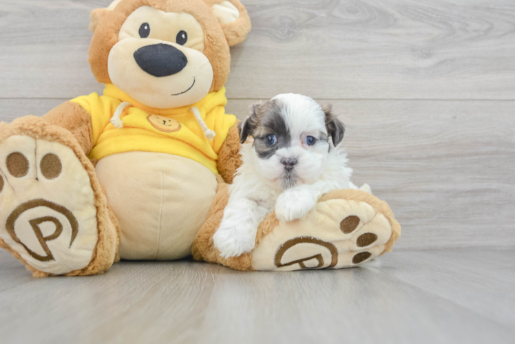 Funny Teddy Bear Designer Pup