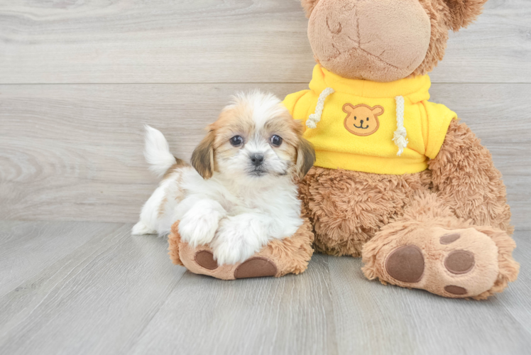 Teddy Bear Pup Being Cute