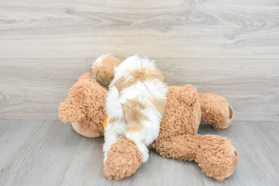 Cute Teddy Bear Baby