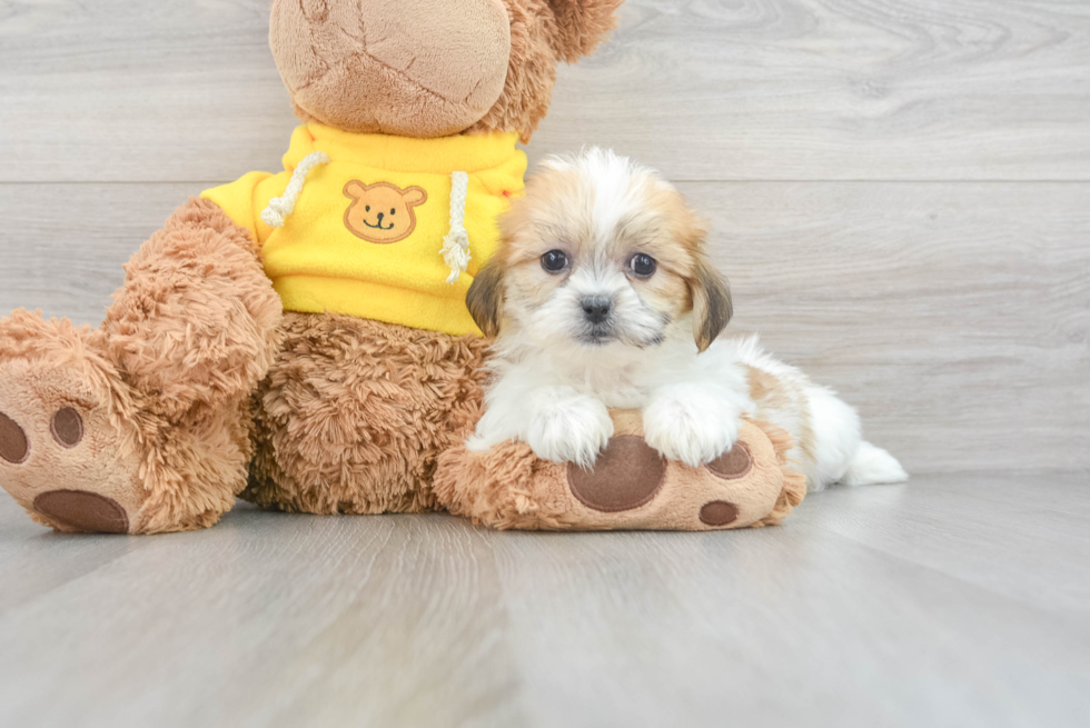 Sweet Teddy Bear Baby