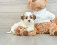 9 week old Teddy Bear Puppy For Sale - Lone Star Pups