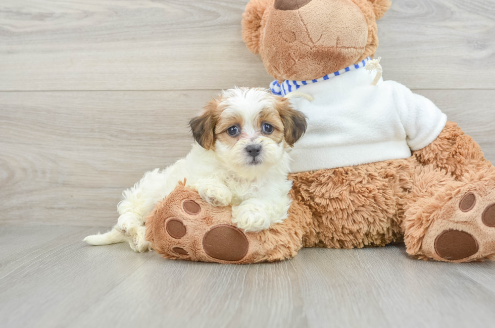 9 week old Teddy Bear Puppy For Sale - Lone Star Pups