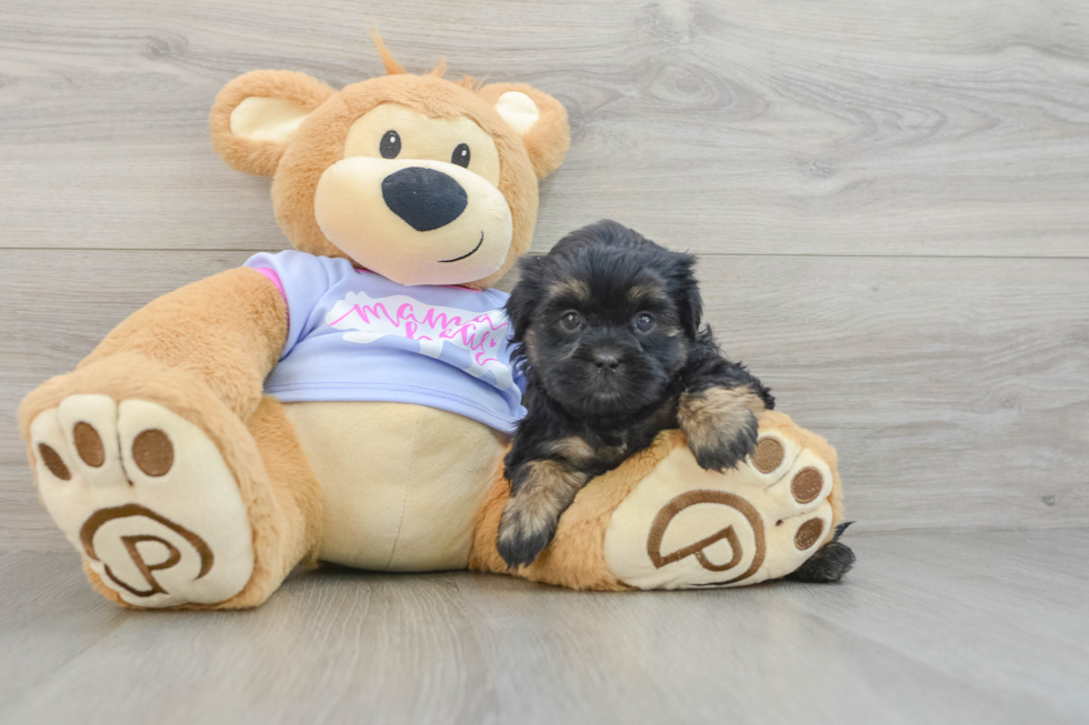 Teddy Bear Puppy for Adoption