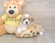 5 week old Teddy Bear Puppy For Sale - Lone Star Pups