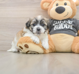 8 week old Teddy Bear Puppy For Sale - Lone Star Pups