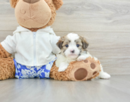 6 week old Teddy Bear Puppy For Sale - Lone Star Pups