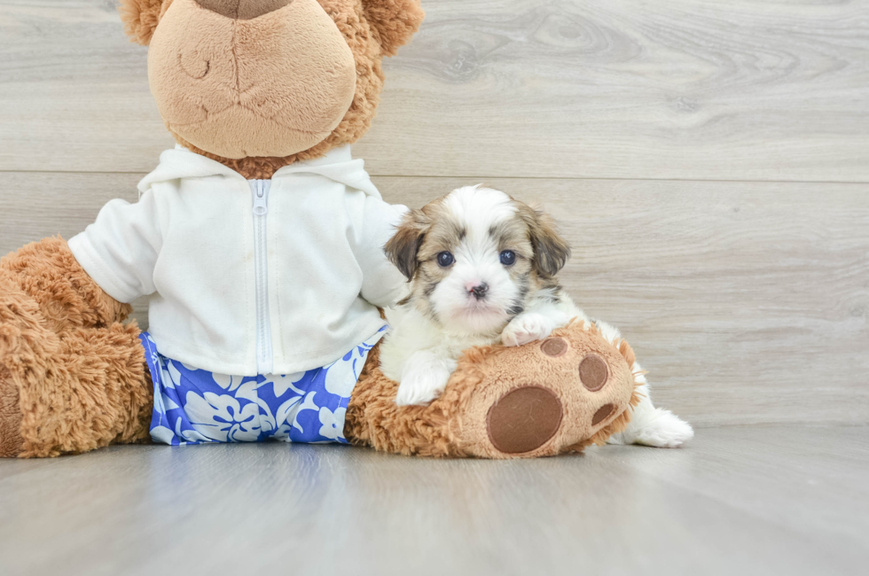 6 week old Teddy Bear Puppy For Sale - Lone Star Pups