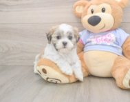 7 week old Teddy Bear Puppy For Sale - Lone Star Pups