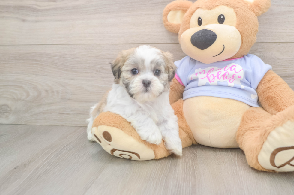 7 week old Teddy Bear Puppy For Sale - Lone Star Pups