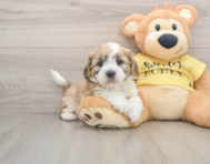 5 week old Teddy Bear Puppy For Sale - Lone Star Pups