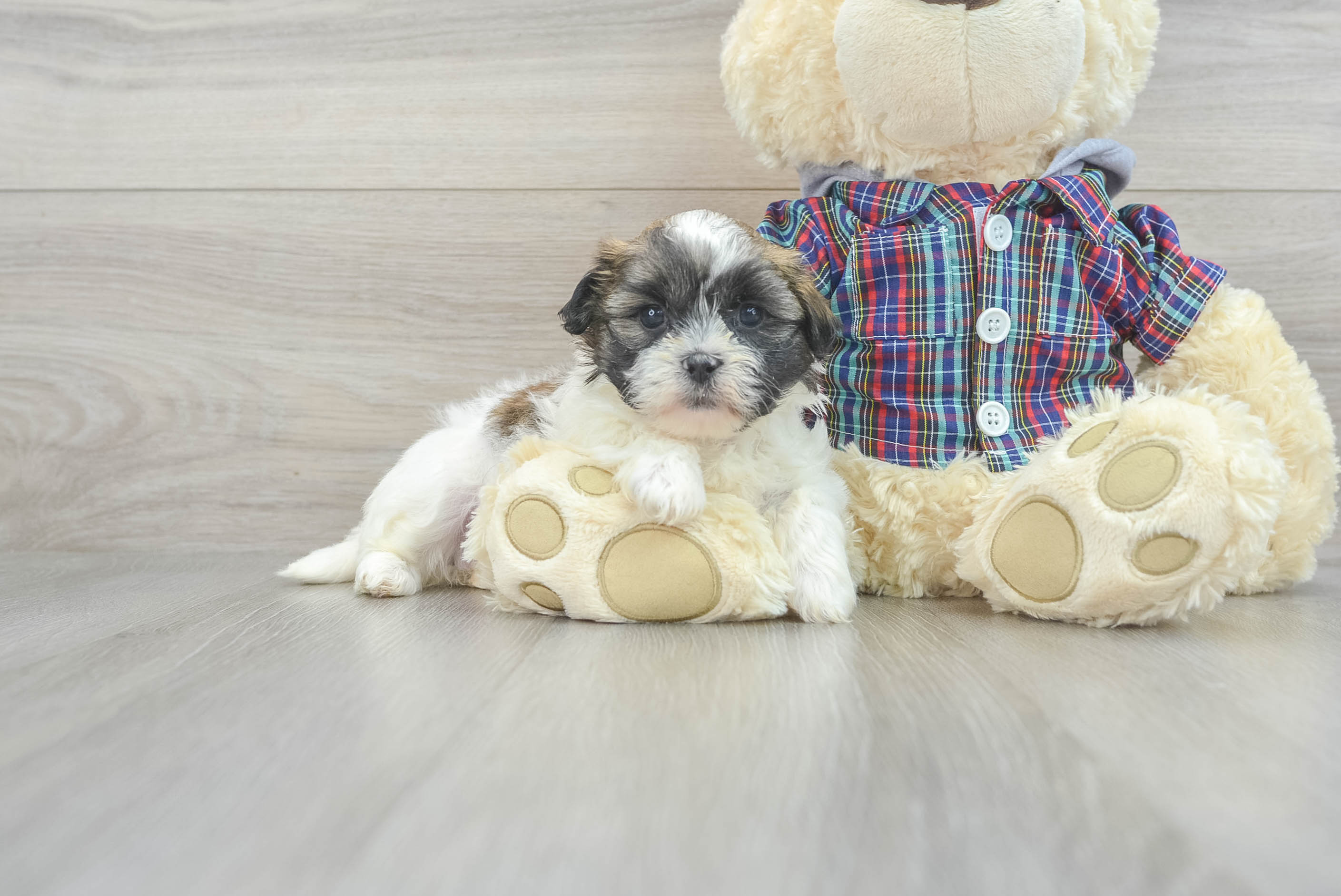 Teddy Bear Puppy for Adoption