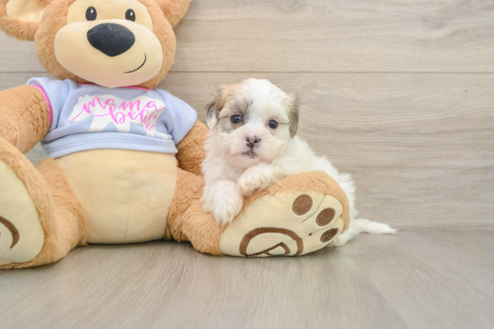 Teddy Bear Pup Being Cute