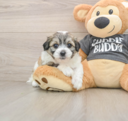 8 week old Teddy Bear Puppy For Sale - Lone Star Pups