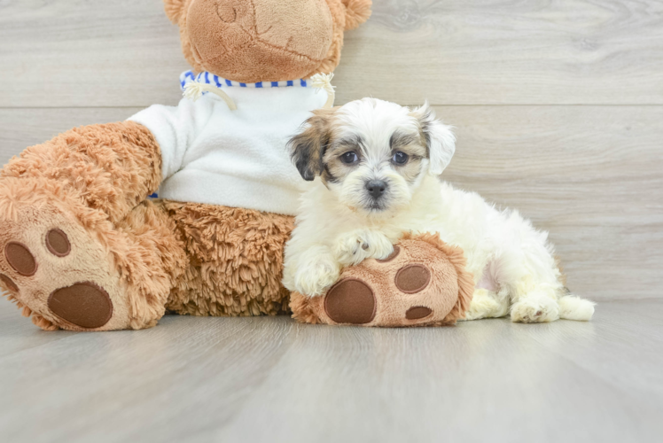 Teddy Bear Pup Being Cute