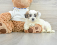 9 week old Teddy Bear Puppy For Sale - Lone Star Pups