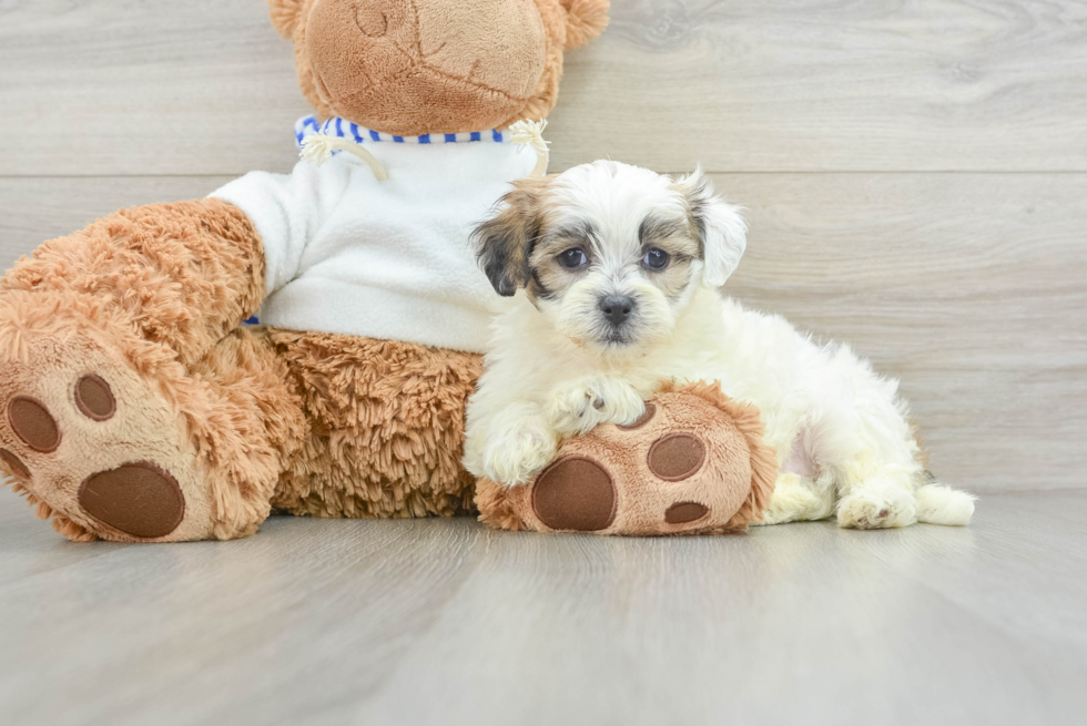 Teddy Bear Pup Being Cute