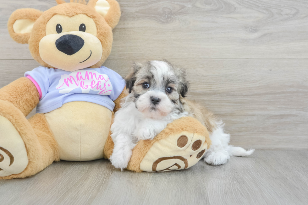 Popular Teddy Bear Designer Pup